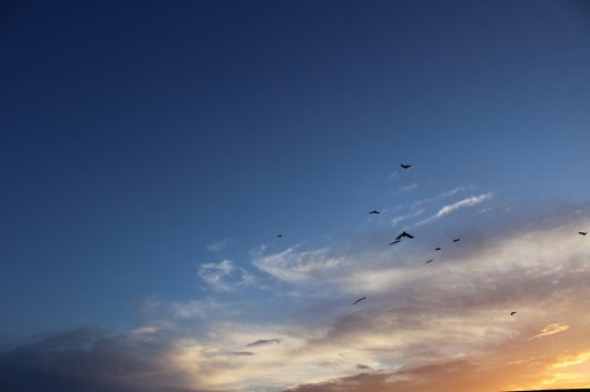 birds-at-sunset-in-dc_27699397924_o