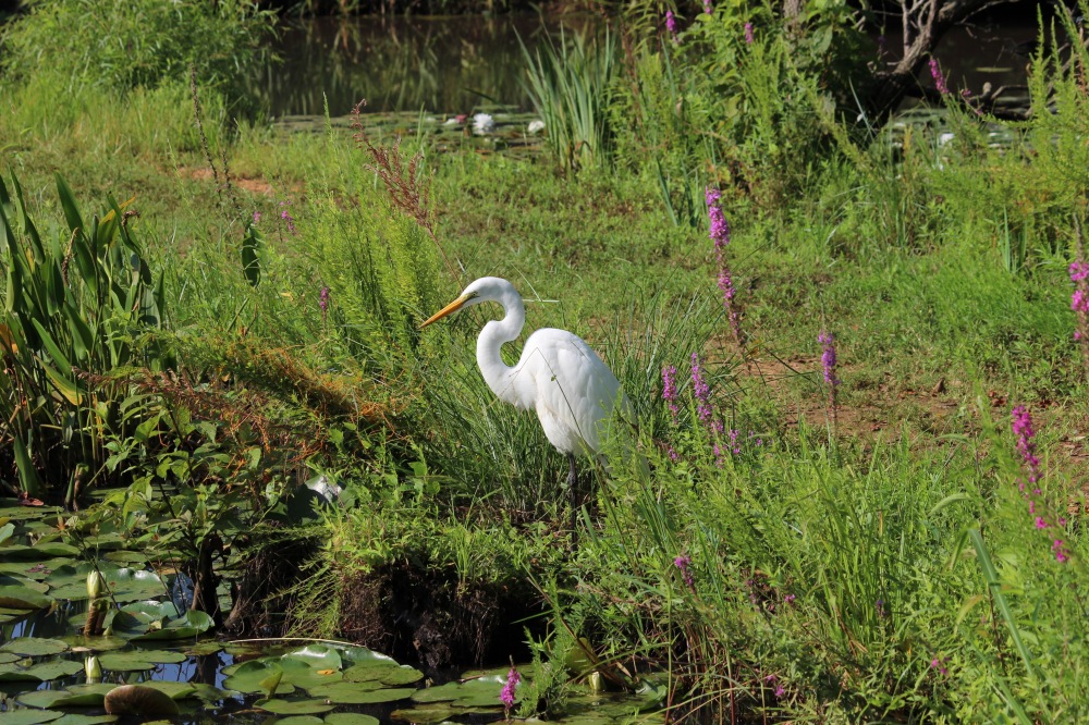 egret-at-the-aquatic-gardens_19802597386_o